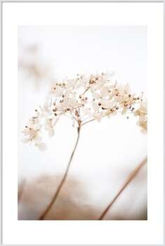 Плакат Soft dried flower_brown