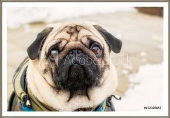 Плакат с рамка Dog breed pug. Portrait of a pet