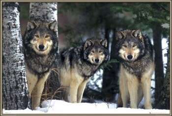 Плакат с рамка Wolves
