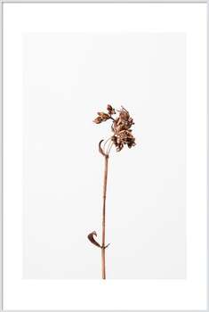 Плакат Dried brown plant 2